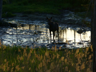 cow moose in pond at sunset